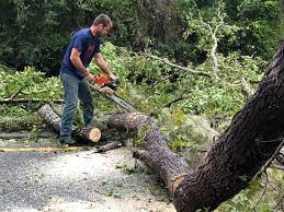 Reliable Mansfield, TX Tree Services Solutions